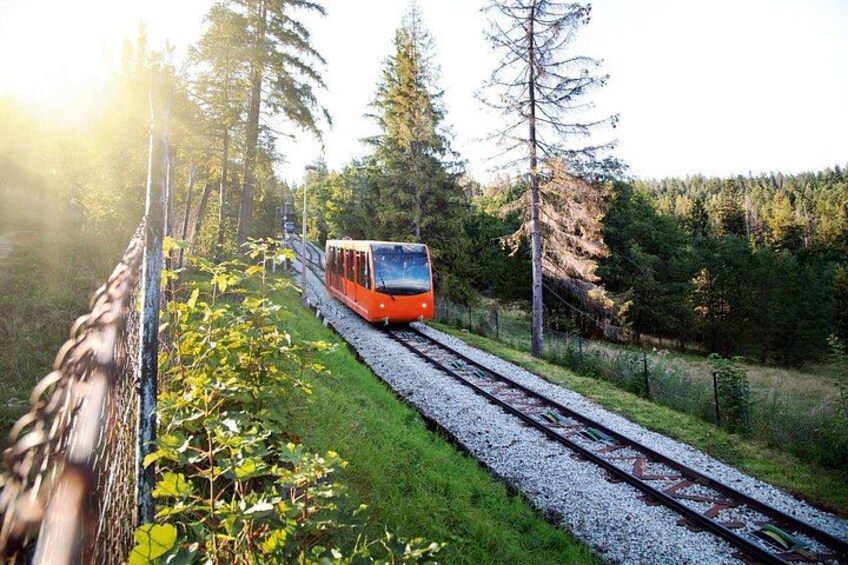 Un tren sobre rieles rodeado de follaje y árboles. 2