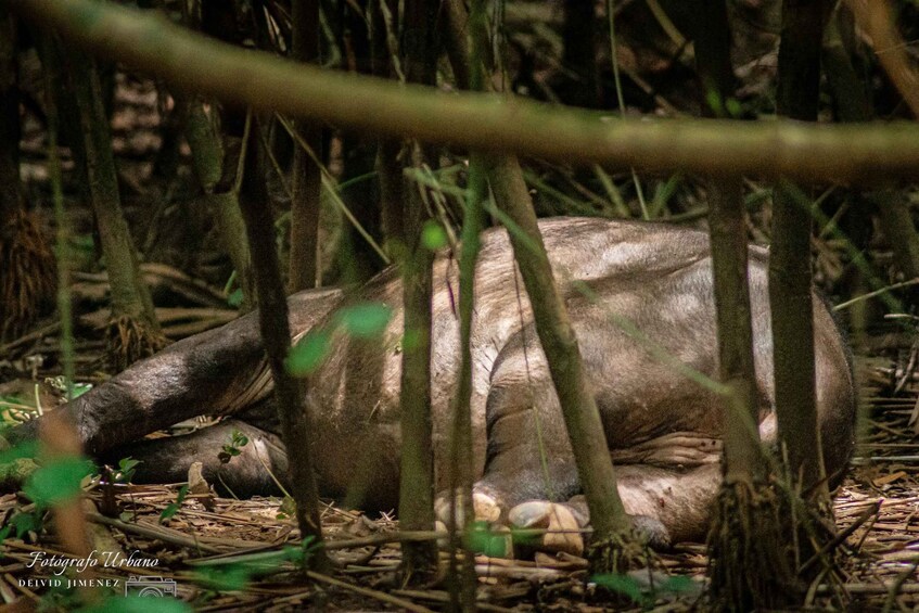 Picture 22 for Activity From Uvita: Day Trip to Corcovado National Park by Boat 3