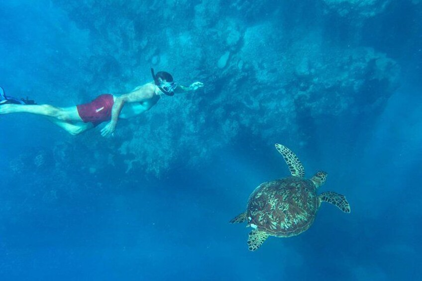 A Private TURTLE Tour on Rarotonga with Photography and Transfers 4