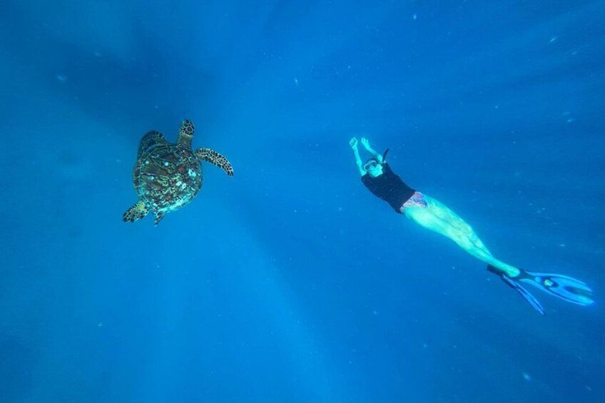 A Private TURTLE Tour on Rarotonga with Photography and Transfers 2