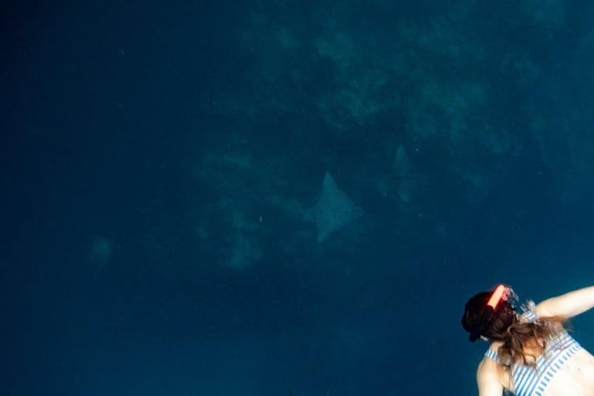 An Eagle Ray and Turtle Tour-Small Groups & Photography Included 2