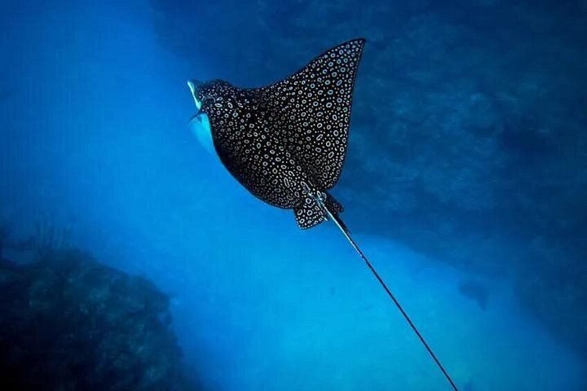 An Eagle Ray and Turtle Tour-Small Groups & Photography Included 5