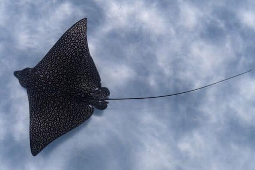 An Eagle Ray and Turtle Tour-Small Groups & Photography Included 4