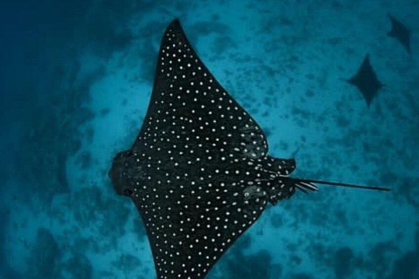 An Eagle Ray and Turtle Tour-Small Groups & Photography Included 3