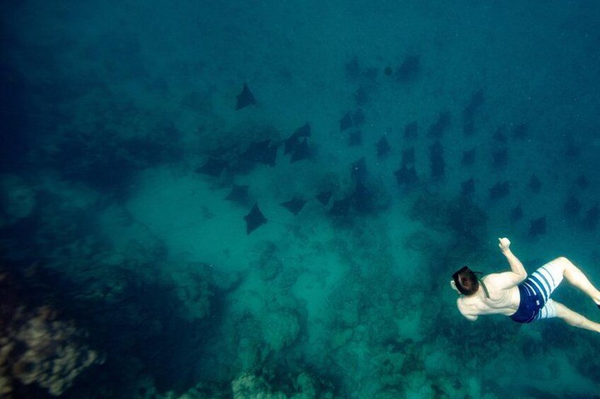 An Eagle Ray and Turtle Tour-Small Groups & Photography Included 1