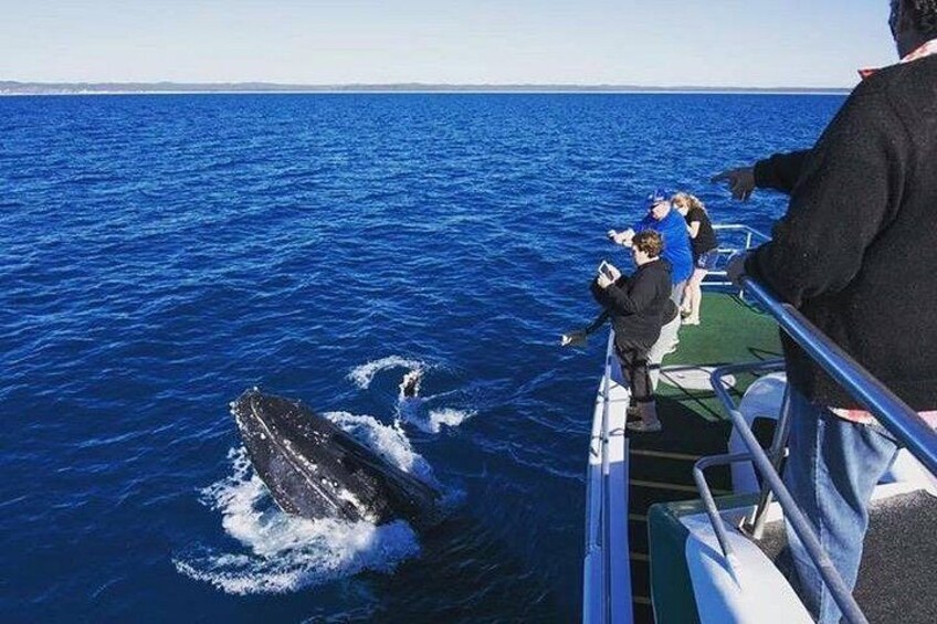 Hervey Bay: Best Value Half Day Whale Watching Cruise 1