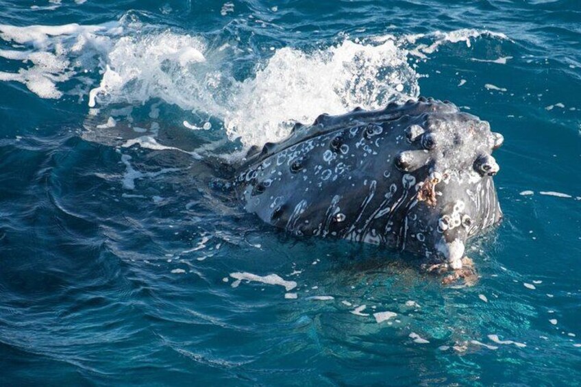 Een walvis springt uit het water, met spetters omheen. 2