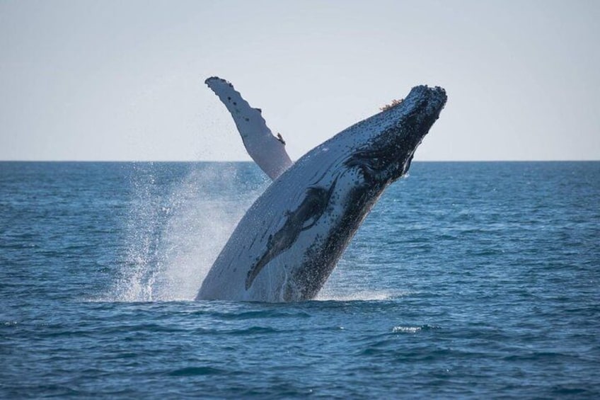 Een walvis springt uit het water. 3