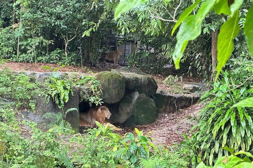 Singapore Zoo 5
