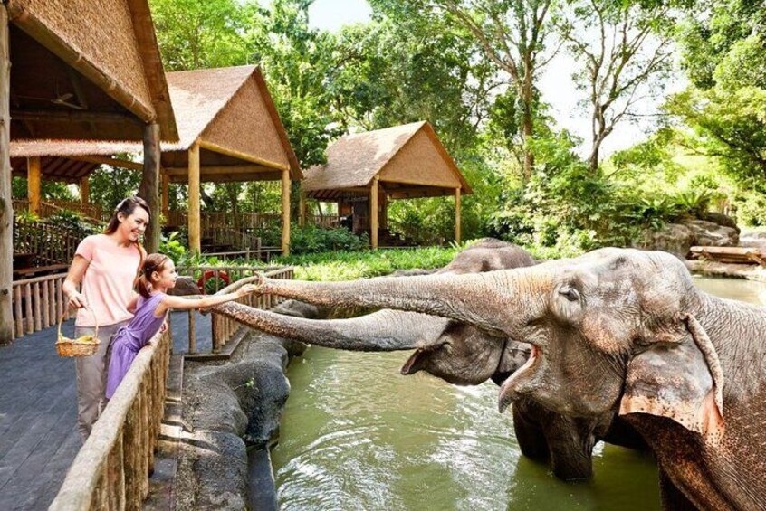 Singapore Zoo 4