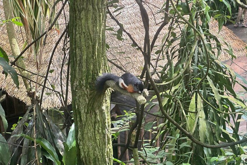 Singapore Zoo 3