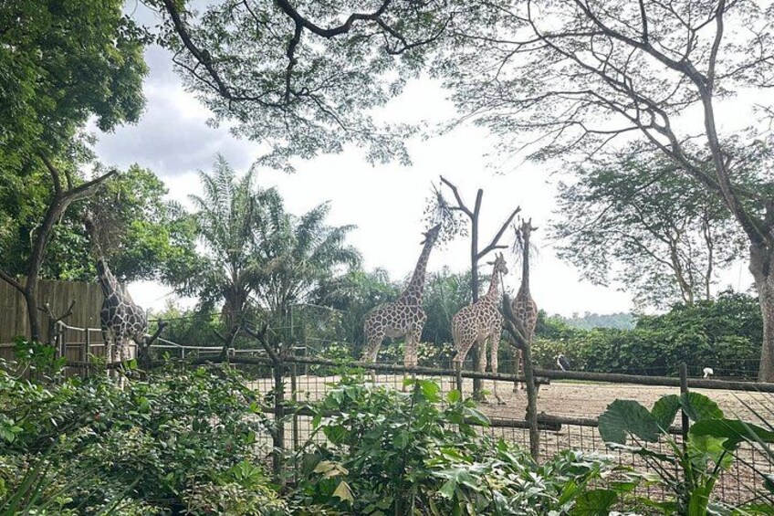 Singapore Zoo 4