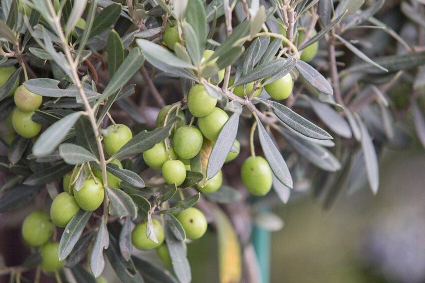 A close-up of a plant with green leaves and unripe green fruits. 2
