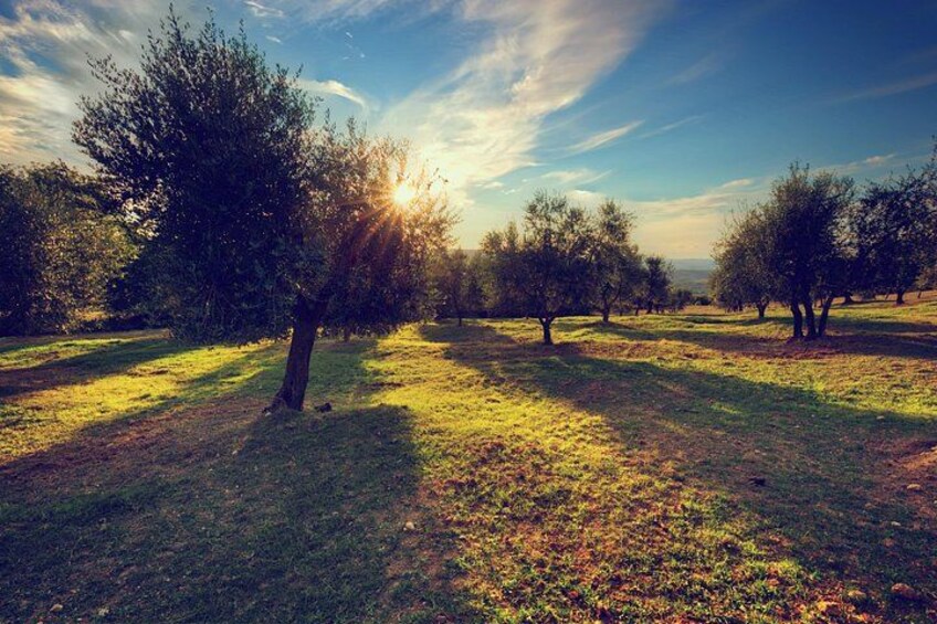 An orchard with trees casting shadows on the ground. 4