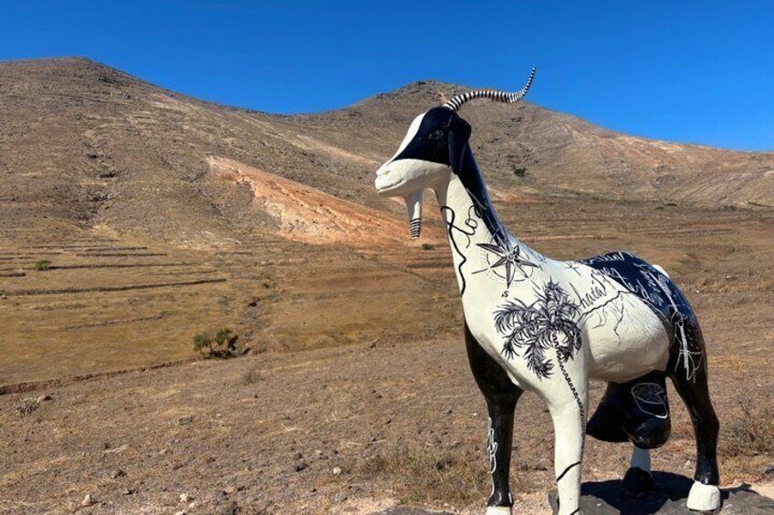 Fuerteventura North Tour, Stunning views, Hidden Gems & Beach fun 4