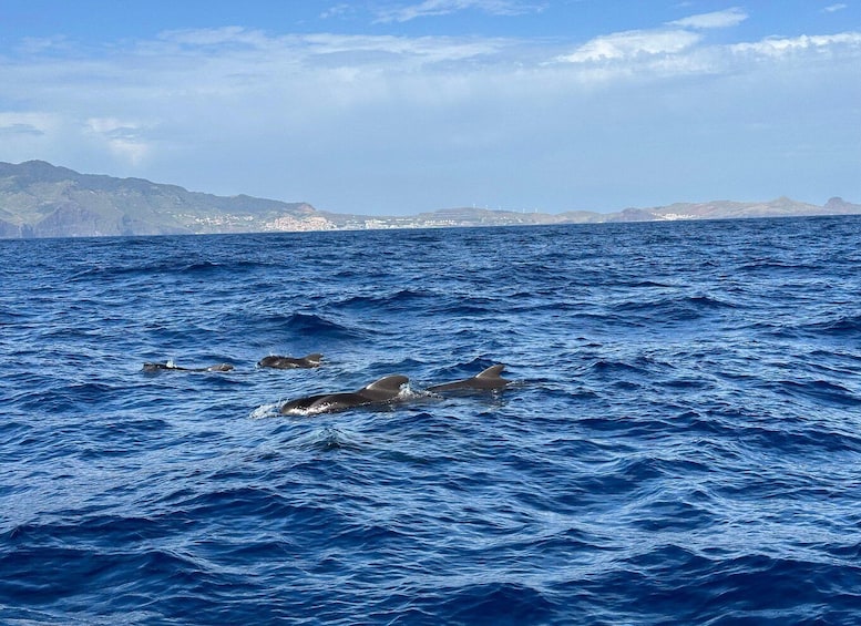 Picture 2 for Activity Funchal: RIB Whale Watching Cruise and Optional Dolphin Swim 5
