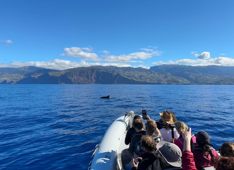 A boat with people observing a whale in the ocean. 5