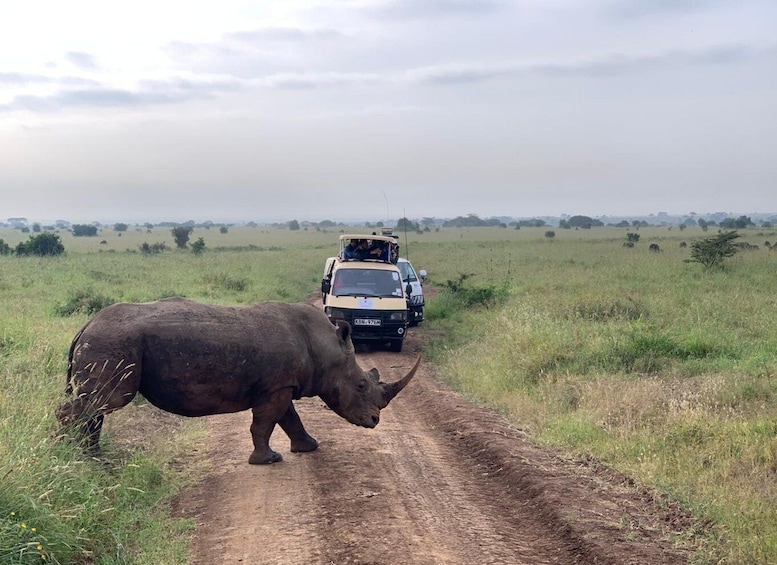 A rhinoceros on a dirt road with a safari vehicle in the background. 1