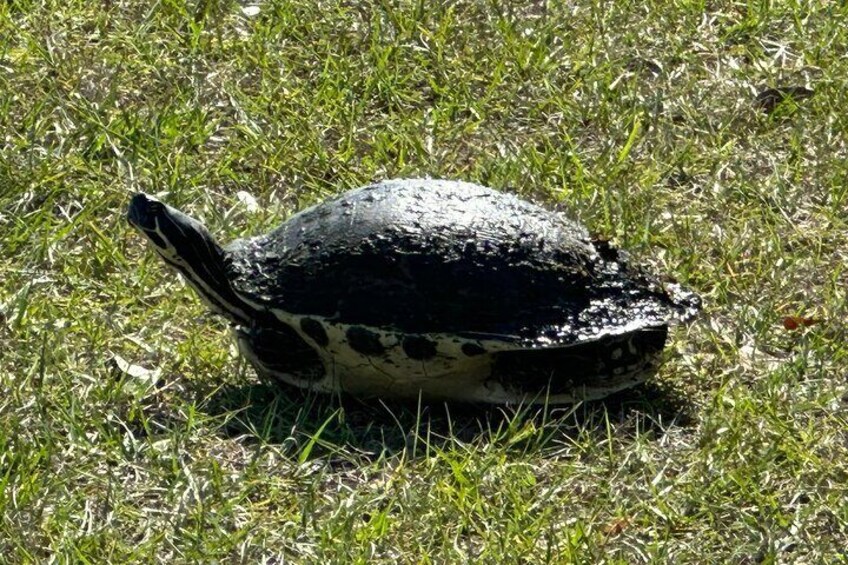 Une tortue sur l’herbe. 3