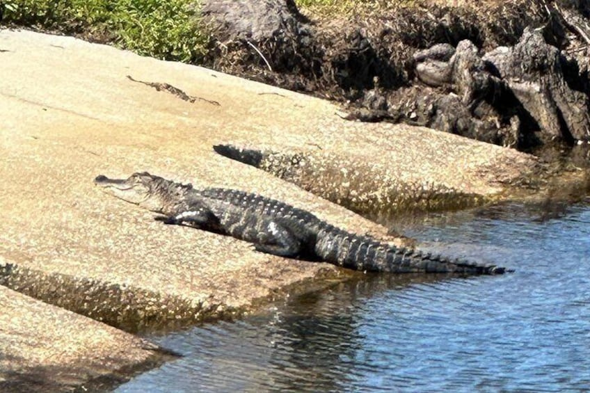 A little alligator sunning on the bank at St. Cloud Lakefront Park. 5