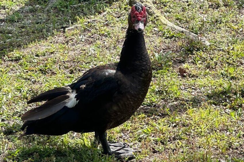 Un oiseau perché sur l’herbe. 5