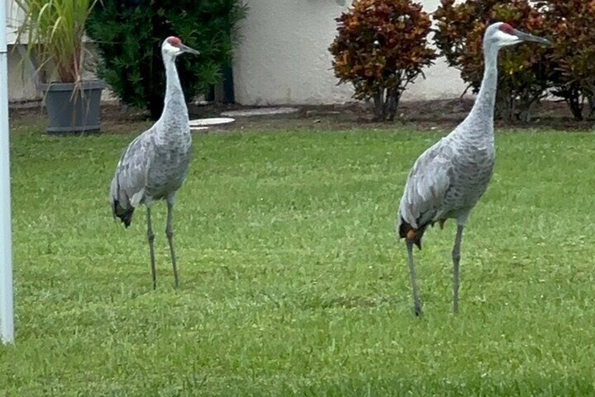 A family of Sand Hill Cranes. 3