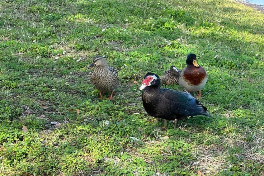 A group of ducks on a grassy field. 4