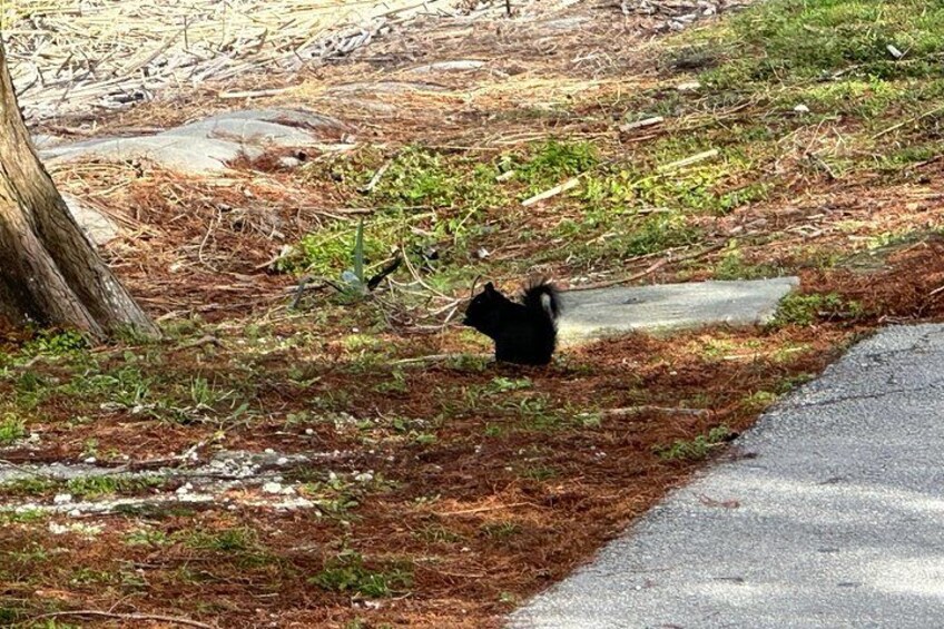 A black squirrel on a grassy area near a road. 3