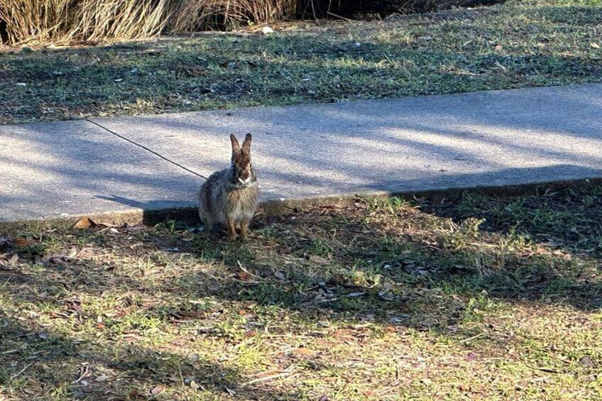 A little bunny rabbit at the park. 5