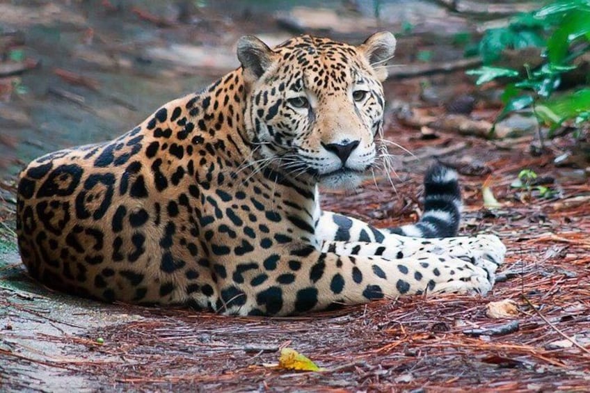 A leopard lying on the forest floor. 5