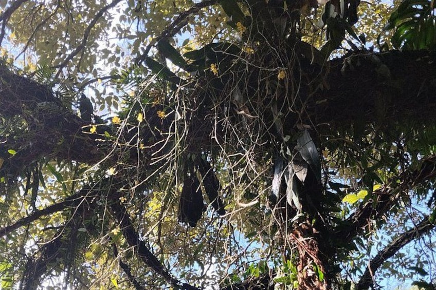 A tree with hanging branches and leaves. 2