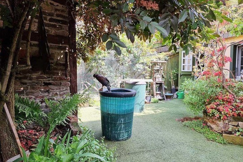 Ein Garten mit einem Vogel auf einem Mülleimer, einer Backsteinmauer und verschiedenen Pflanzen. 5