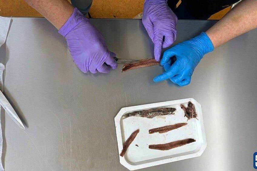 Visit and tasting 5Ñ de Santoña | BEST ANCHOVIES SANTOÑA 2026 3