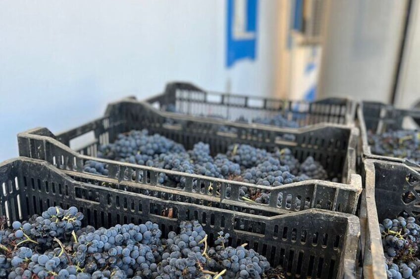 Crates filled with grapes. 5
