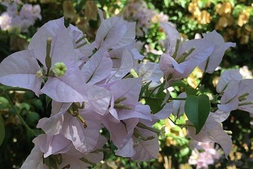 Clusters of light pink flowers with green leaves. 3