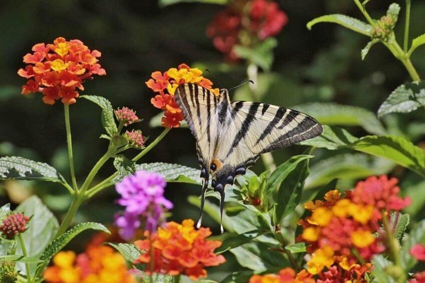 A butterfly on a flower. 5