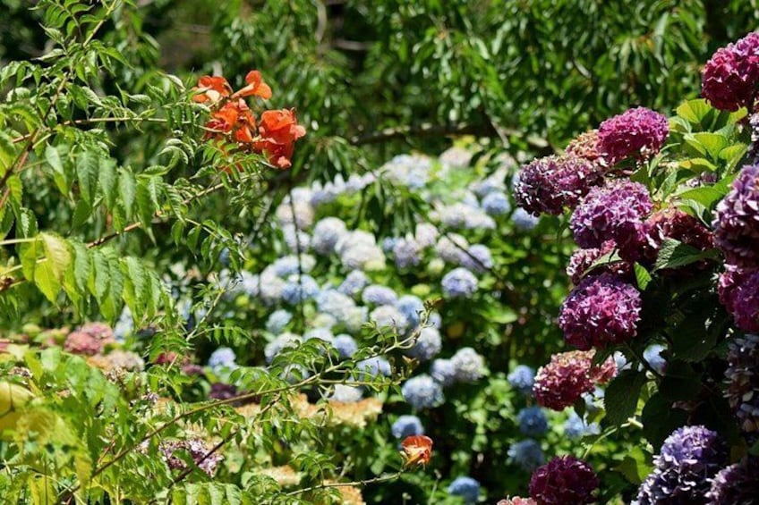 A garden with various flowering plants, including hydrangeas and other colorful blooms. 2