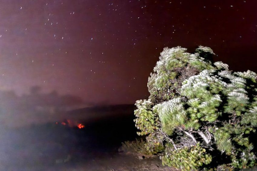 Een nachtbeeld met een boom die verlicht wordt door een zaklamp. 2