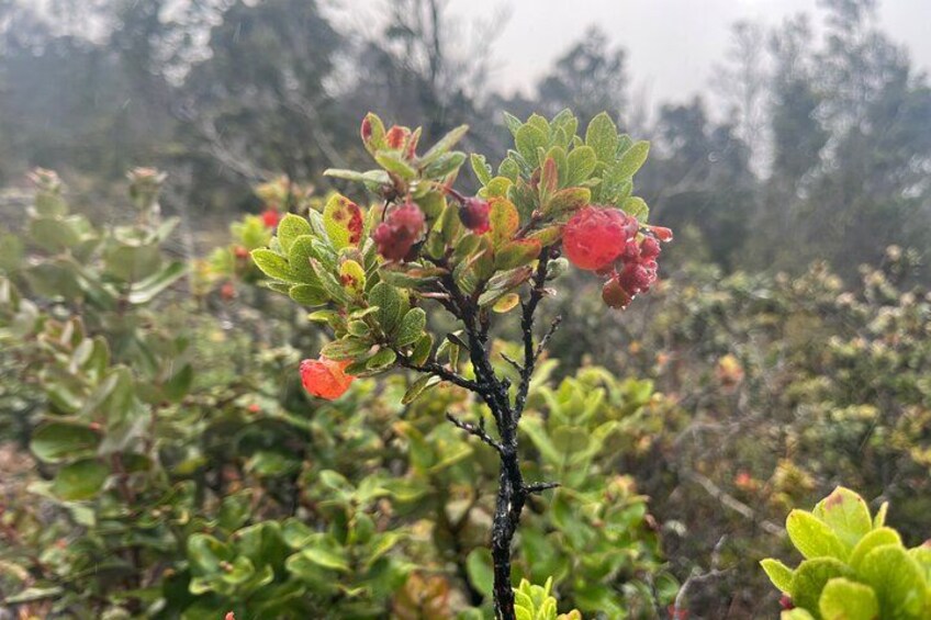 Kīlauea Hike and Lava Gazing with Native Hawaiian 2