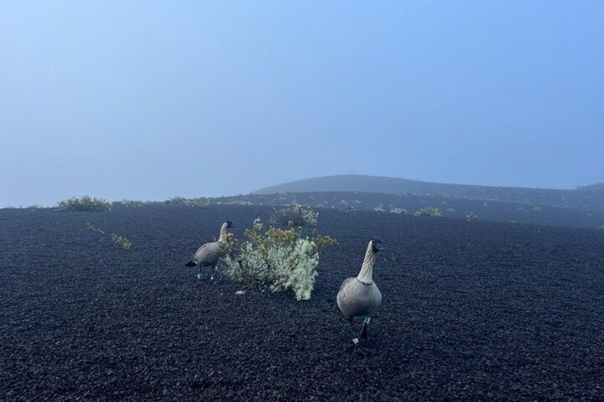 Kīlauea Hike and Lava Gazing with Native Hawaiian 5
