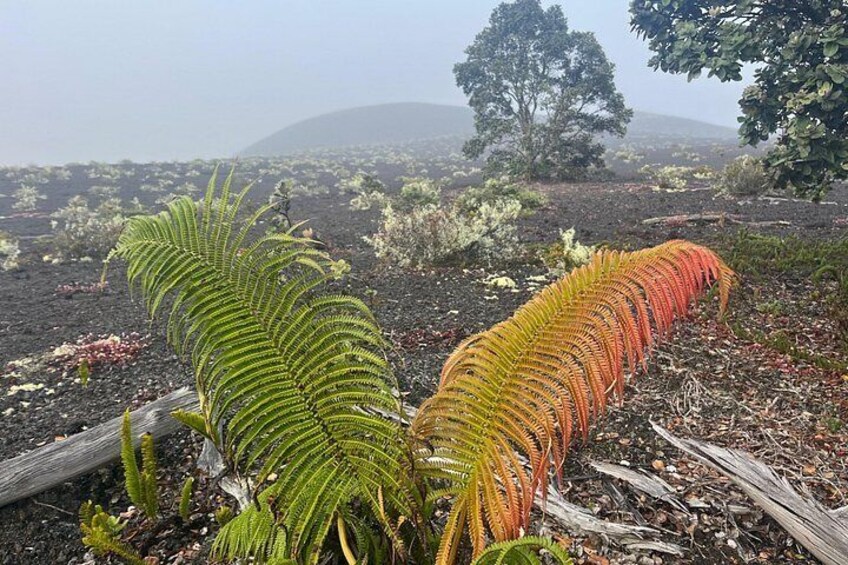 Kīlauea Hike and Lava Gazing with Native Hawaiian 4