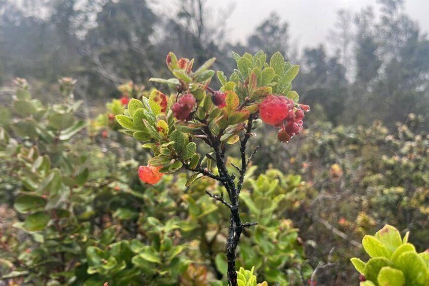 Kīlauea Hike and Lava Gazing with Native Hawaiian 2