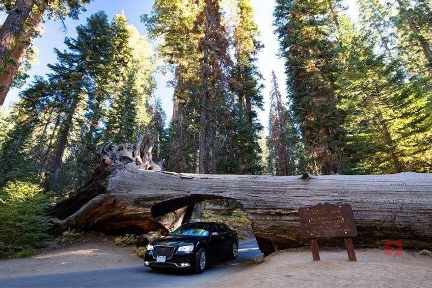 Self-Guided Audio Driving Tour in Sequoia and Kings Canyon 1