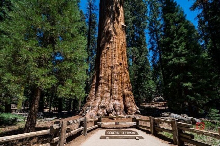 Self-Guided Audio Driving Tour in Sequoia and Kings Canyon 5