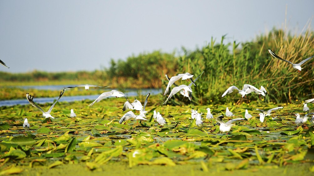 Day Trip to Danube Delta from Bucharest 4