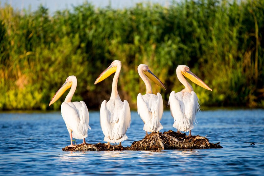 Day Trip to Danube Delta from Bucharest 5
