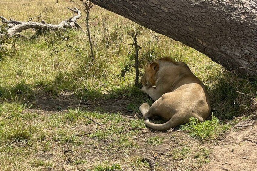 2-Day Zanzibar–Mikumi Private Flight Safari+masai+Night game optn 5