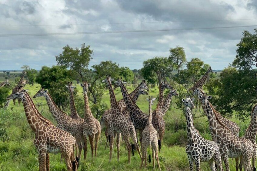 2-Day Zanzibar–Mikumi Private Flight Safari+masai+Night game optn 4