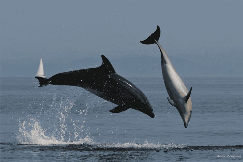 Kayak Tour with Dolphins - Aperitif - Transfer included 1
