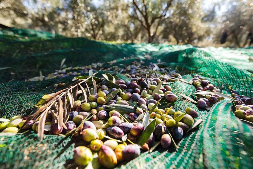 Picture 7 for Activity Corinthian olive oil tour & tasting experience 5